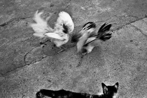 3346052005_5e24729841_b