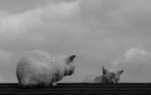 18149258221_9812071bcd_k