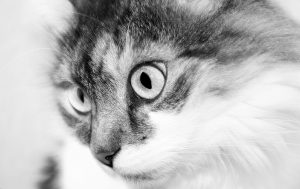 cat-76116_1920 - Copy