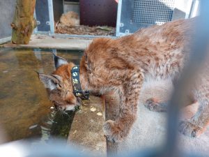 Rihards_Miķelsons (3) (1)