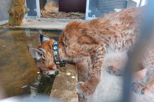 Rihards_Miķelsons (3) (1)